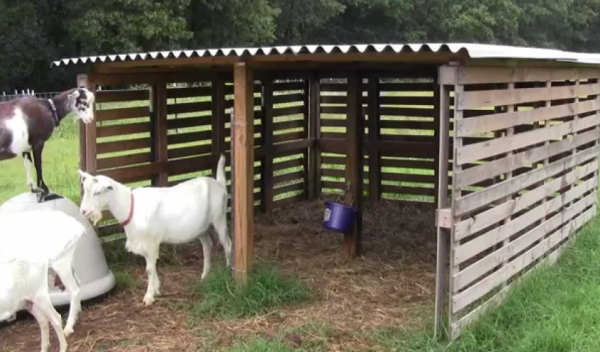 Desain Kandang Kambing Berongga